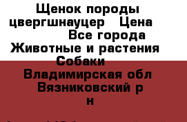 Щенок породы  цвергшнауцер › Цена ­ 30 000 - Все города Животные и растения » Собаки   . Владимирская обл.,Вязниковский р-н